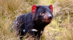 Letní ďábel (tasmansky ďábel)